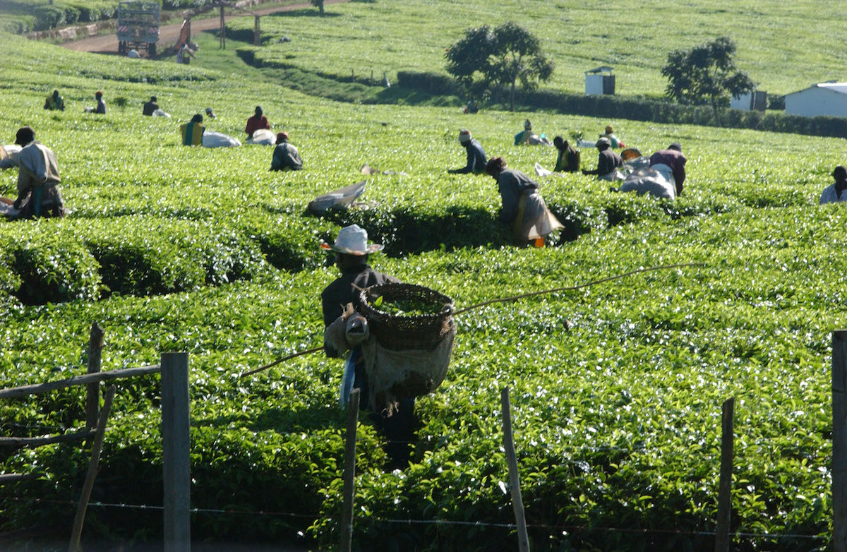 tea2.jpg