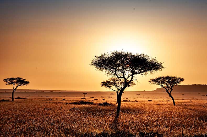 Kenyan-Savanna.jpeg