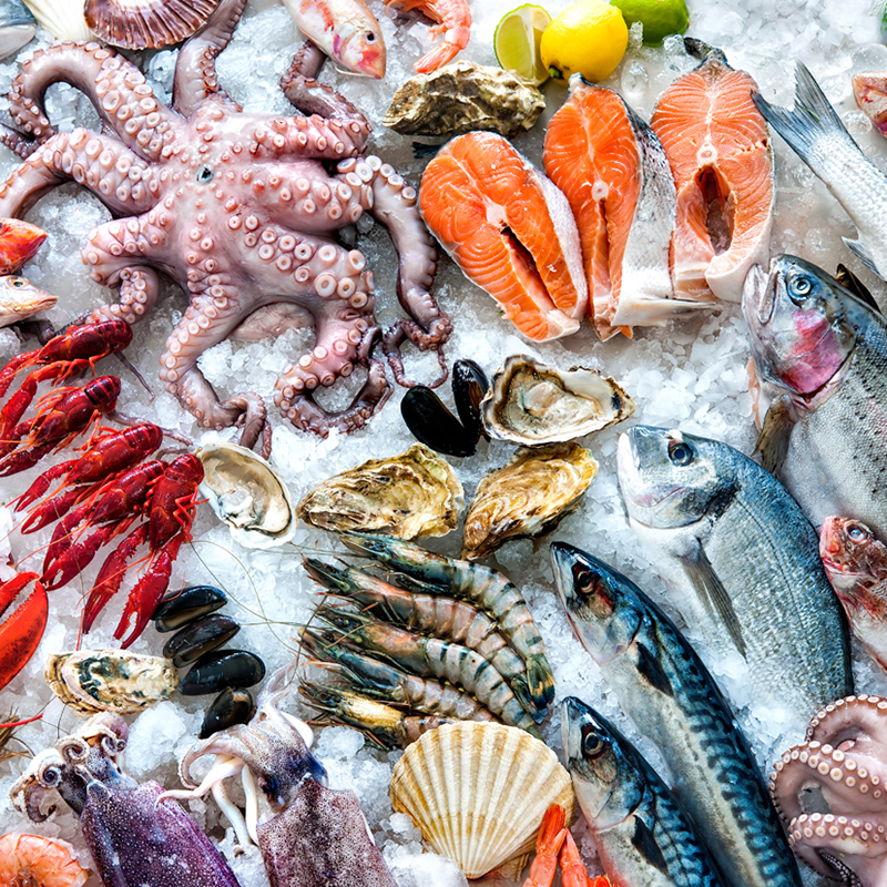637678135787678570637562362242260730FishSquid-800x800-1.jpeg