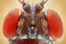 1460258783-5358-flies.jpg