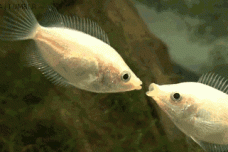 1664854621-9050-14dd838b521b2ef.gif