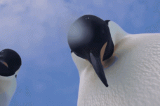 1671787671-9219-a790b43f418fba1579b8e921861f.gif