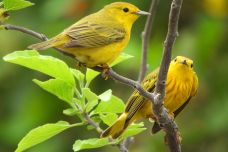 1742720929-7128-apagos-Yellow-Warbler-scaled-1.jpg